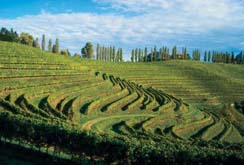 Vignes